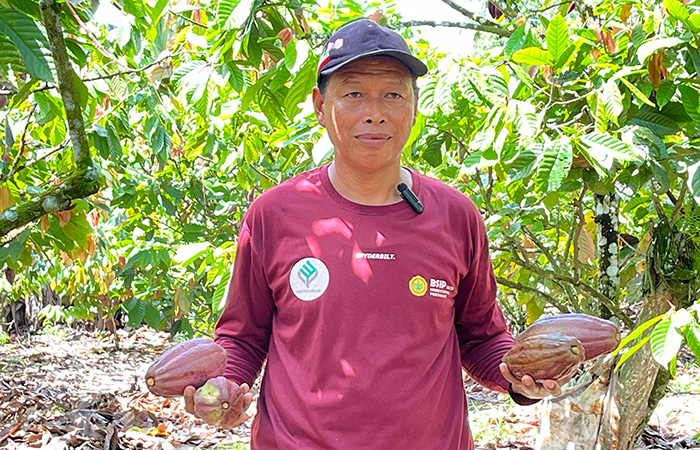 ILUSTRASI: Agar komoditas kakao tidak beralih fungsi lahan, Disbun Berau menetapkan 600 ha sebagai lahan pengembangan sesuai SK Bupati Berau Nomor 490 Tahun 2023.