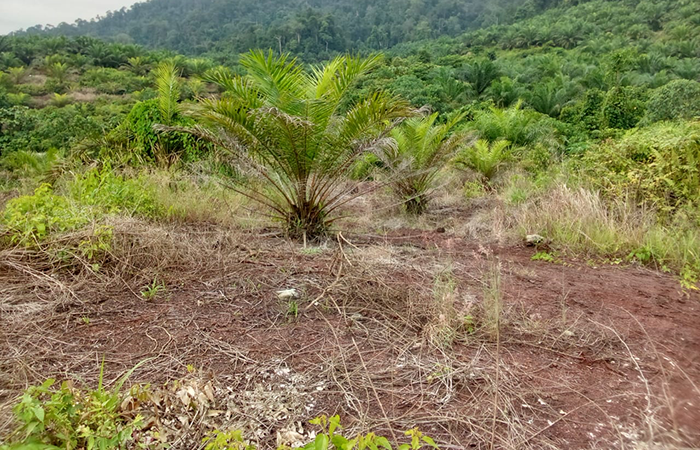 TAK BERKEMBANG: Mursalin menyebut pohon sawit diatas sudah ditanam sejak 2012 silam, namun hingga 2024 ini tidak mengalami perkembangan.