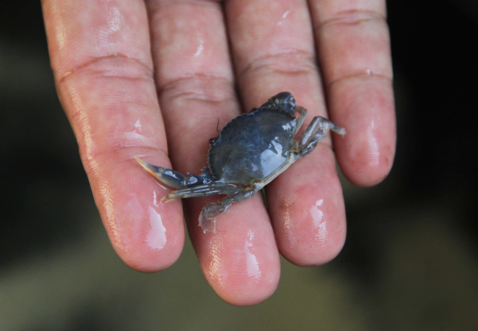 Dinas Perikanan PPU terus berupaya mendorong peningkatan produktivitas komodtas kepiting. Salah satunya mencari solusi kebutuhan benih yang berkualitas. (Foto: Falahi Mubarok)