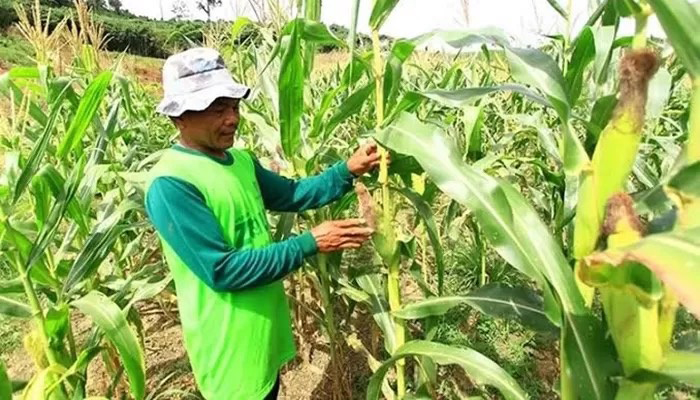 PRODUKSI MENURUN: Komoditas jagung sempat menjadi penopang kebutuhan jagung di Kalimantan Timur, sayangnya produksi pada 2024 menurun hingga 77,65 persen.