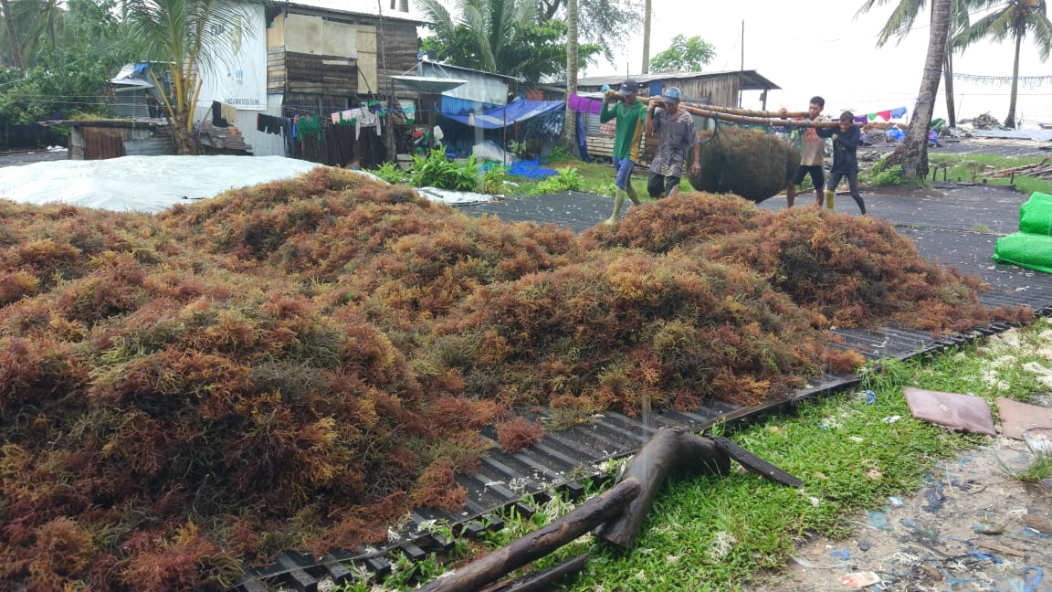 RUMPUT LAUT: Perusahaan pengolahan rumput laut di Kaltara diharap bisa ekspor secara mandiri. (HRK)