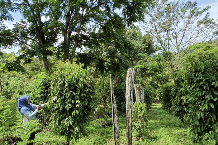 ILUSTRASI: Regenerasi petani di sektor perkebunan yang sedang berkembang saat ini sangat dibutuhkan di Kabupaten Berau untuk peningkatan luas lahan dan produksi.