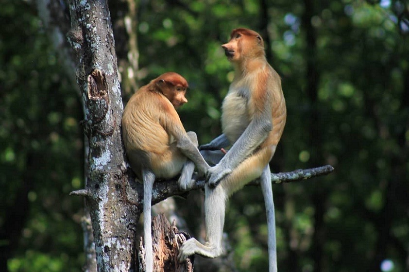 HABITAT ALAMI: Kampung Pulau Besing dikenal sebagai wilayah alami bagi habitat bekantan. (BERAU POST)