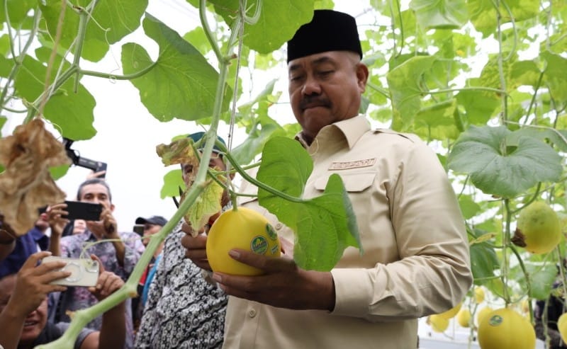 PANEN: Bupati Kutai Kartanegara Edi Damansyah melakukan panen perdana melon hidroponik di Desa Rapak Lambur.  (DISKOMINFO UNTUK BERAU POST)