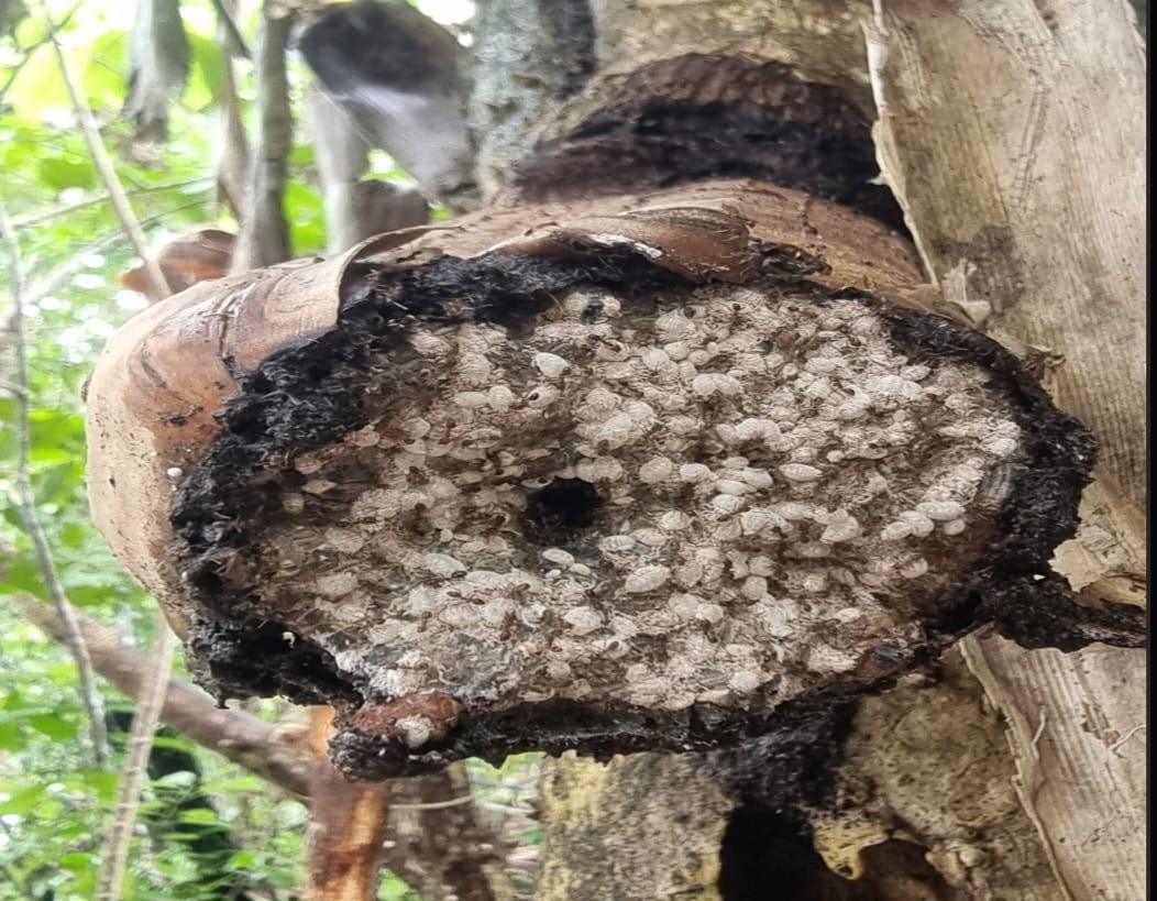 EKSPOLRASI : Kutu Putih atau Pseudococcidae dan ini merupakan family dari sub ordo Coccoidea yang jumlah spesiesnya terbanyak kedua setelah Diasoididae. (Dok pribadi)