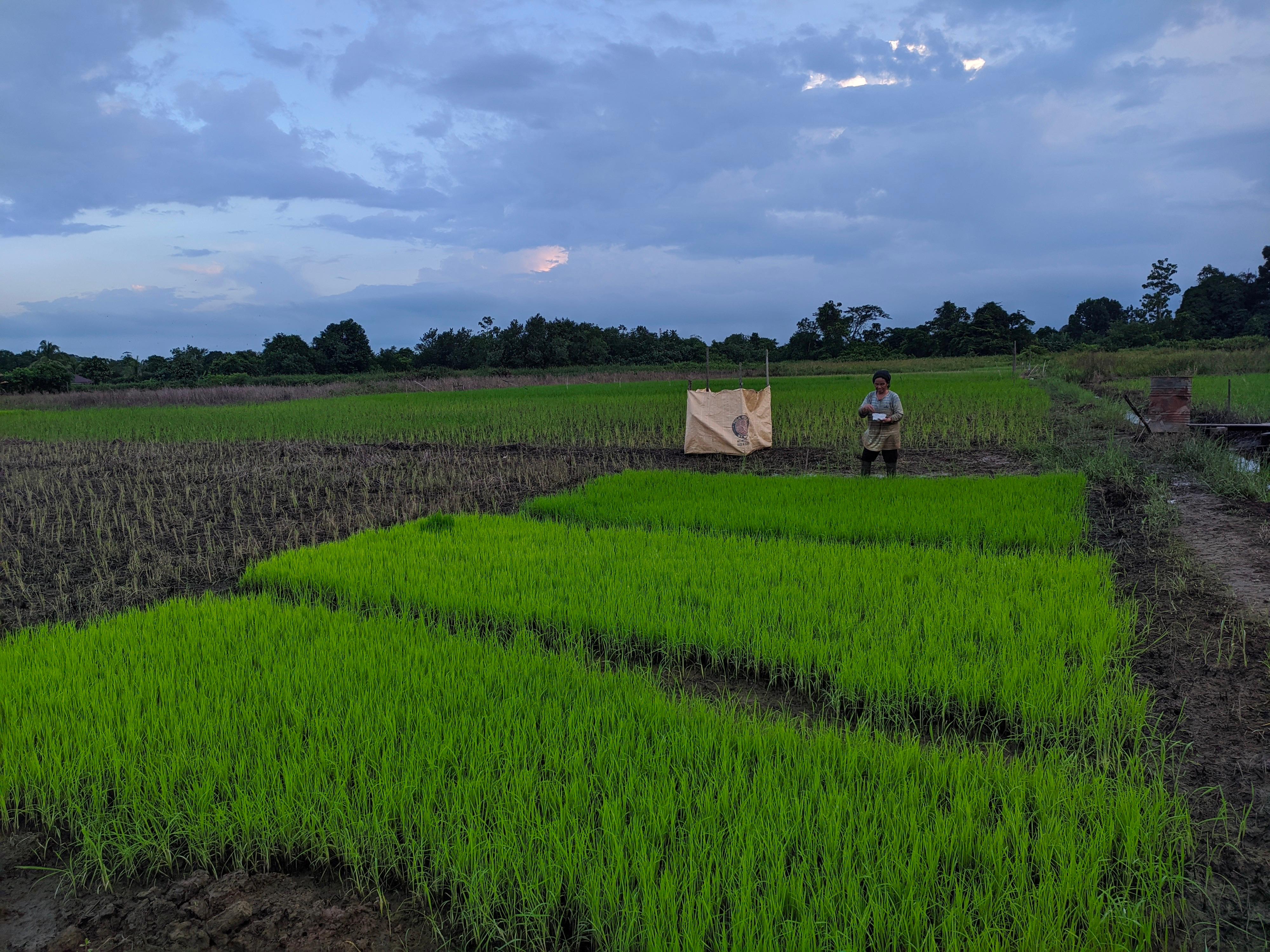 PERTANIAN: Fokus optimalisasi lahan pertanian di Kaltara, petani bisa melakukan tanaman tambahan seperti jagung dan kedelai. (HRK)