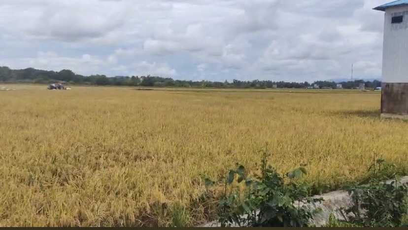 SERAP GKP: Perum Bulog Berau mulai membeli GKP yang diawali di wilayah Buyung-Buyung dan Semurut di Kecamatan Tabalar pada akhir Februari. (SENO/BP)