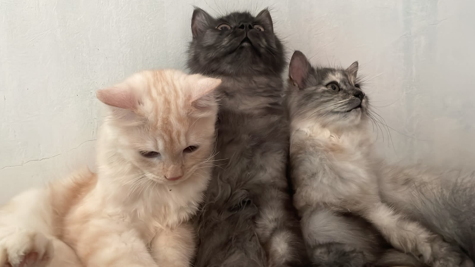 Bawa Kucing Peliharaan Saat Mudik Lebaran. (NURISMI/BP)