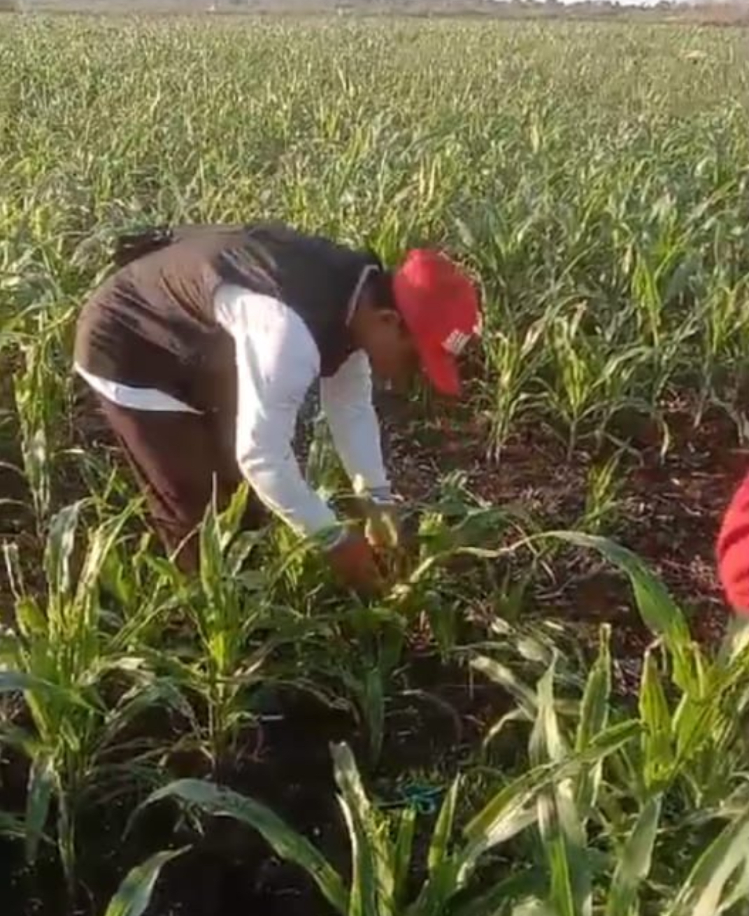 HAMA: Lahan pertanian jagung seluas 4 ha di Bidukbiduk diserang hama ulat grayak frugiperda, yang berpotensi membuat gagal panen jika tidak segera ditangani. (DTPHP UNTUK BERAU POST)
