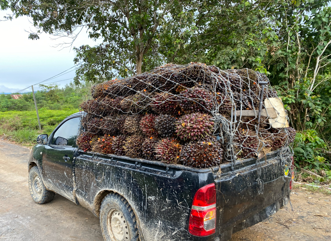 ILUSTRASI TBS: Aktivitas pengangkutan TBS yang makin marak dijual ke Kutai Timur karena harga belinya yang relatif mahal. (BERAU POST)