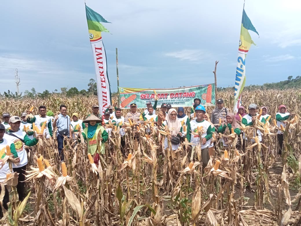TINGKATKAN KUALITAS: Selain meningkatkan produksi, DTPHP Berau juga tengah meningkatkan kualitas jagung lokal agar dapat di beli Perum Bulog. (DTPHP BERAU UNTUK BERAU POST)