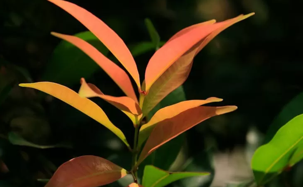 Ilustrasi pucuk merah, Syzygium oleana (Dok. Pexels)