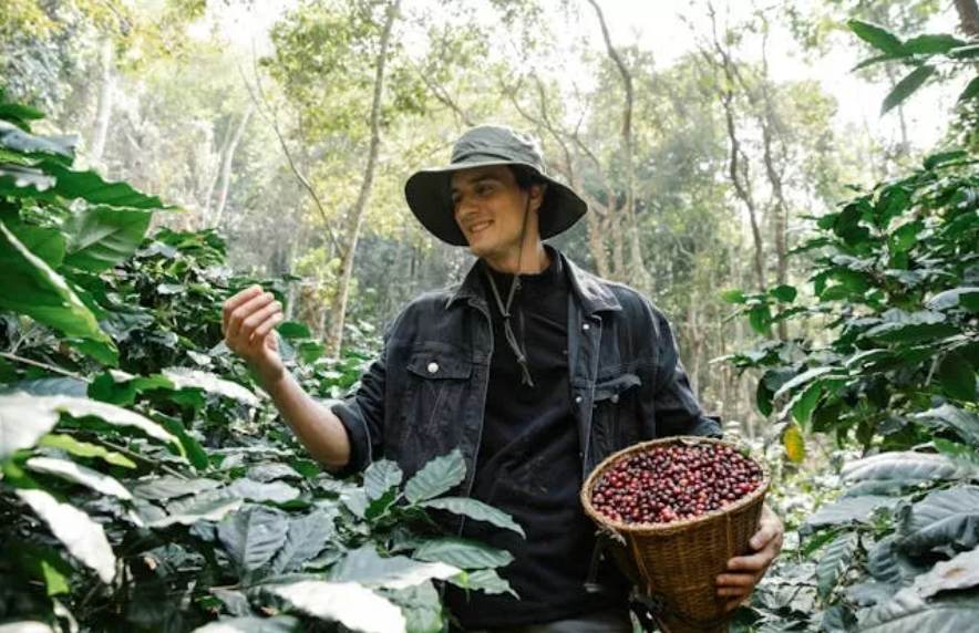 Ilustrasi seseorang yang senang memetik buah di alam. (Pexels/Photo by Michael Burrows)