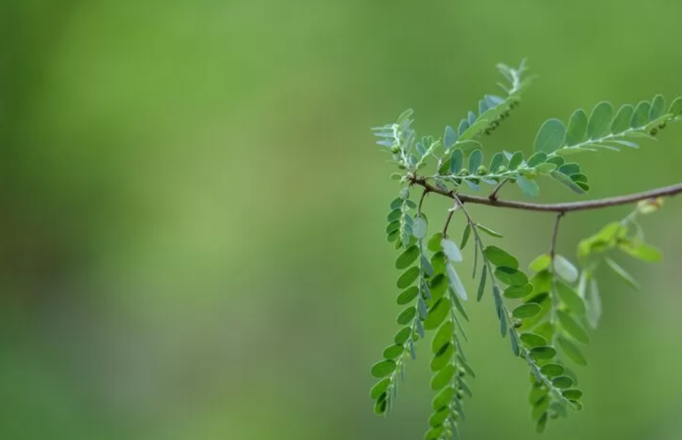 Ilustrasi daun kelor. (freepik)