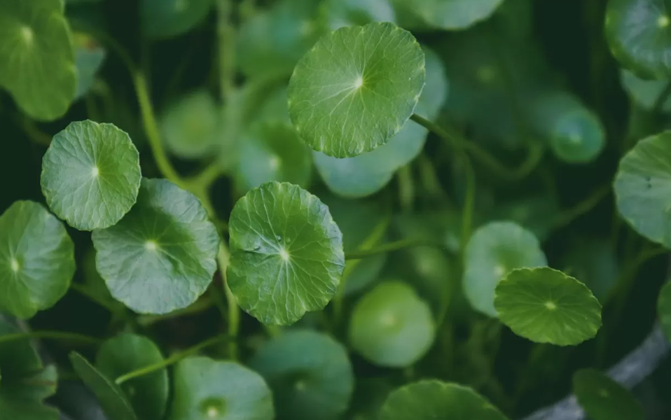 ilustrasi centella asiatica (PexelsCarlos Torres)