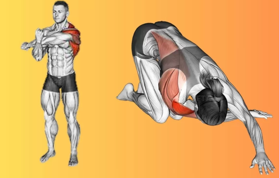 Cross Body Arm Stretch (kiri) dan Kneeling Cross Body Stretch (kanan). (lyfta.app)
