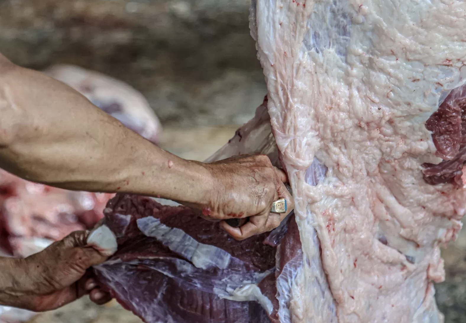 Pekerja memotong daging kurban sapi di UPT Rumah Potong Hewan (RPH) Bayur, Kota Tangerang, Banten, Jumat (6/6/2025). (Hanung Hambara/Jawa Pos)