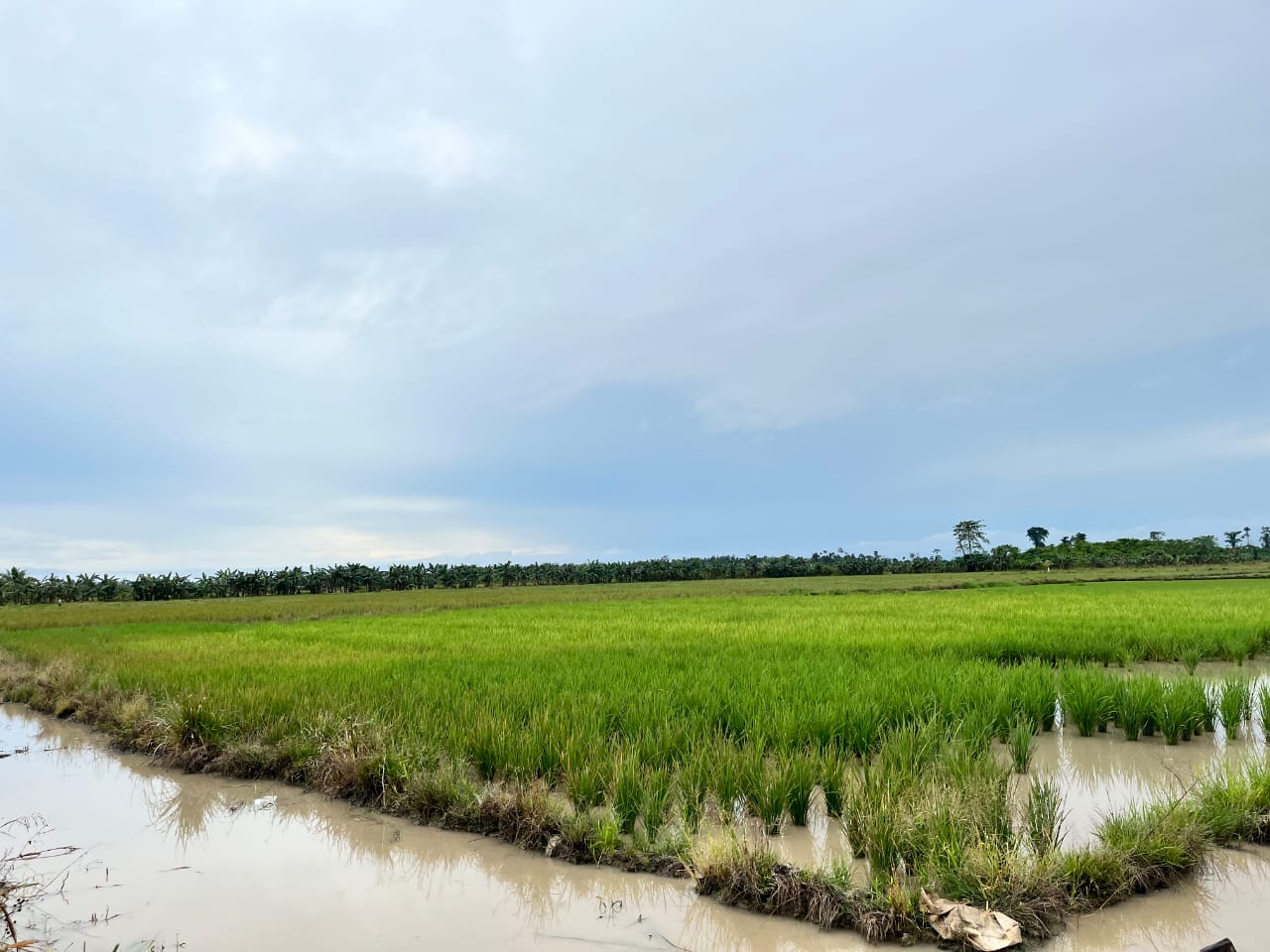 SAWAH: Luas baku sawah eksisting di Kaltara tercatat 12.148 hektare dan ditargetkan sebagai swasembada pangan ke depannya. (HRK)