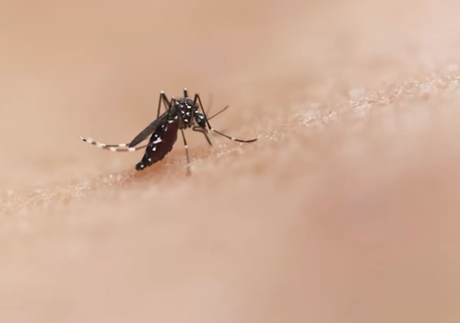 Ilustrasi nyamuk. (National Institute of Allergy and Infectious Diseases/Flickr).