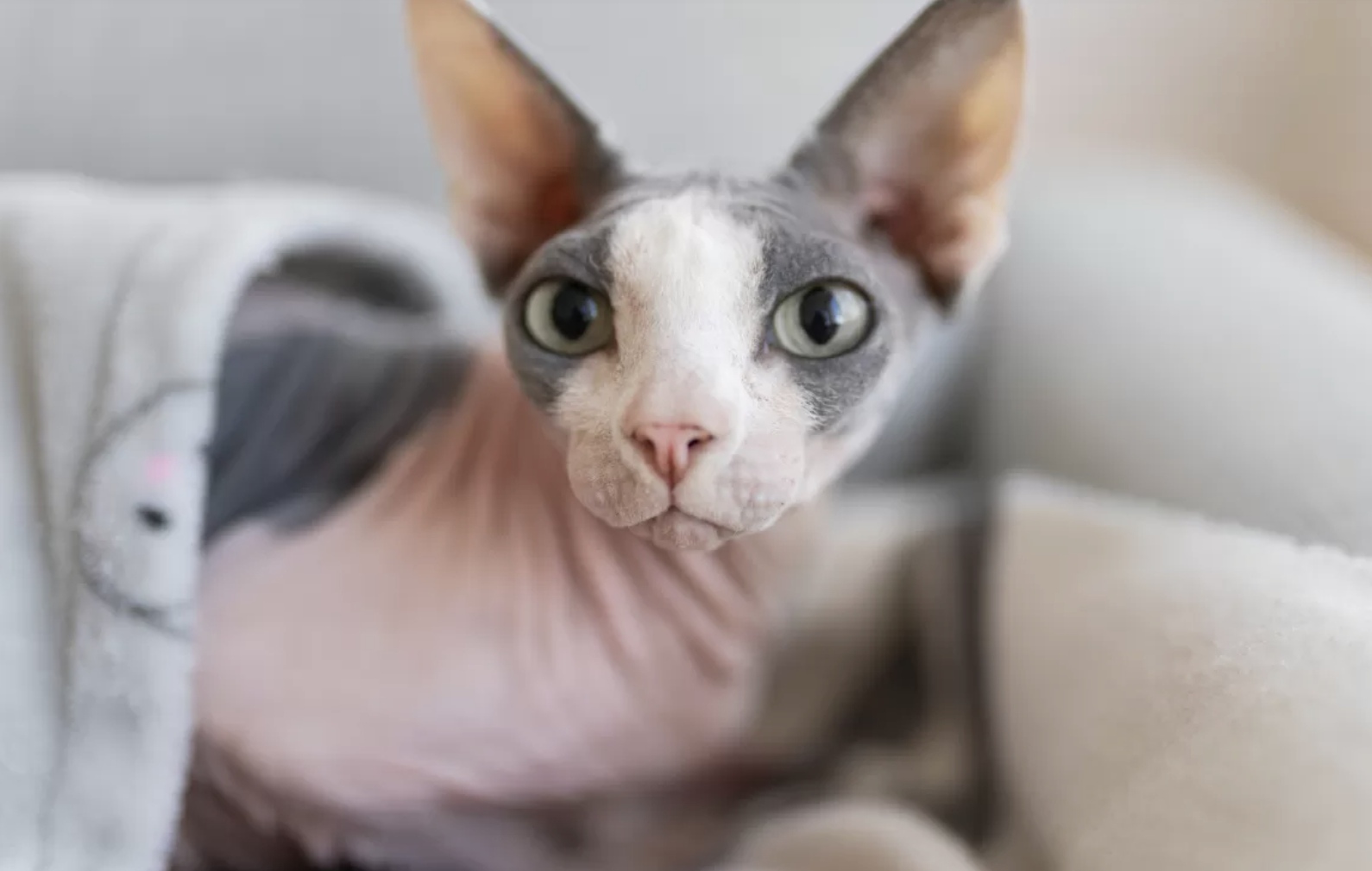 Sphynx jadi salah satu jenis kucing tanpa bulu yang paling populer. (Freepik)