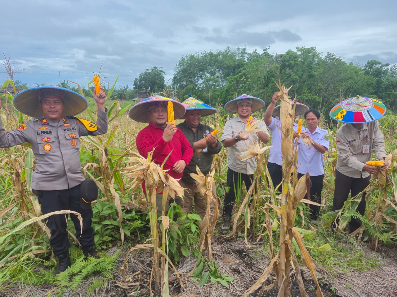 PANEN PERDANA: Direktur PT HSB Roby Maula (tengah) saat ikut panen perdana jagung di Kampung Batu Rajang, Segah, kemarin. (ARI/BP)