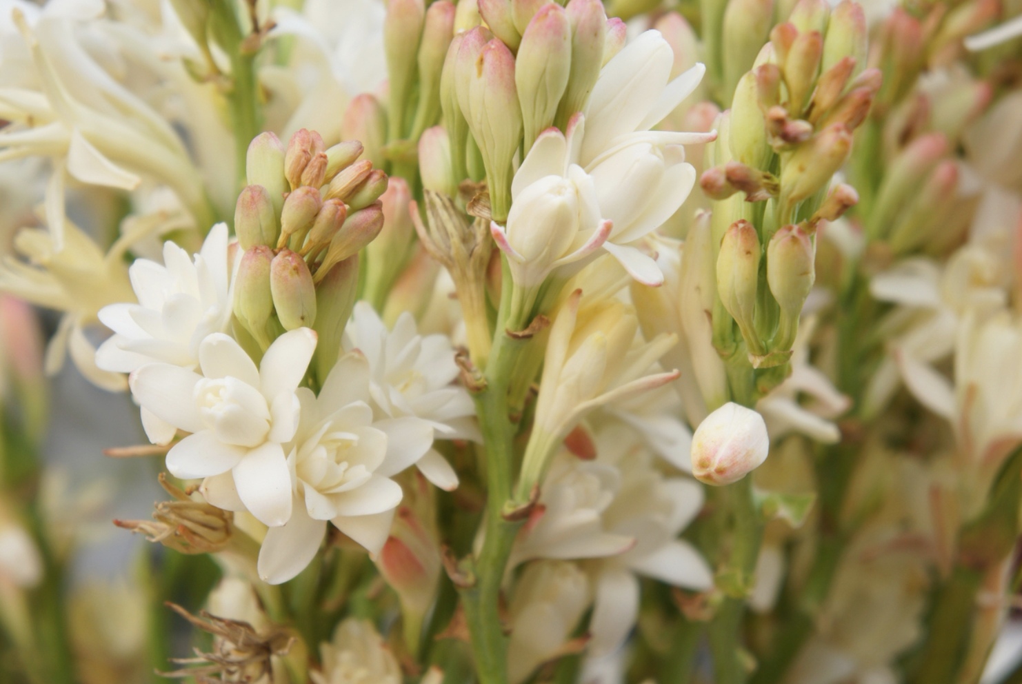 Ilustrasi tuberose yang dimasukan ke dalam parfum.