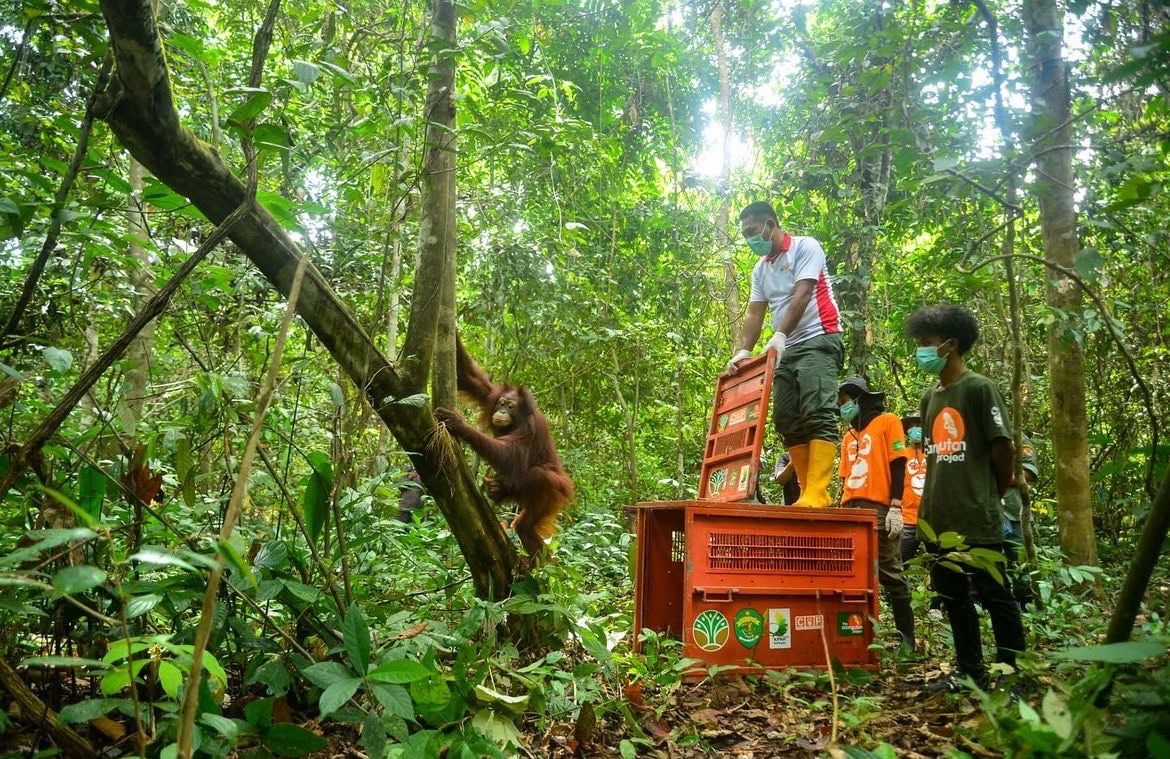DILEPAS LIARKAN: Orangutan bernama Popi saat dilepas liarkan ke habitat alaminya di Hutan Lindung Gunung Batu Mesangat, Kecamatan Busang, Kabupaten Kutai Timur. (COP UNTUK BERAU POST)
