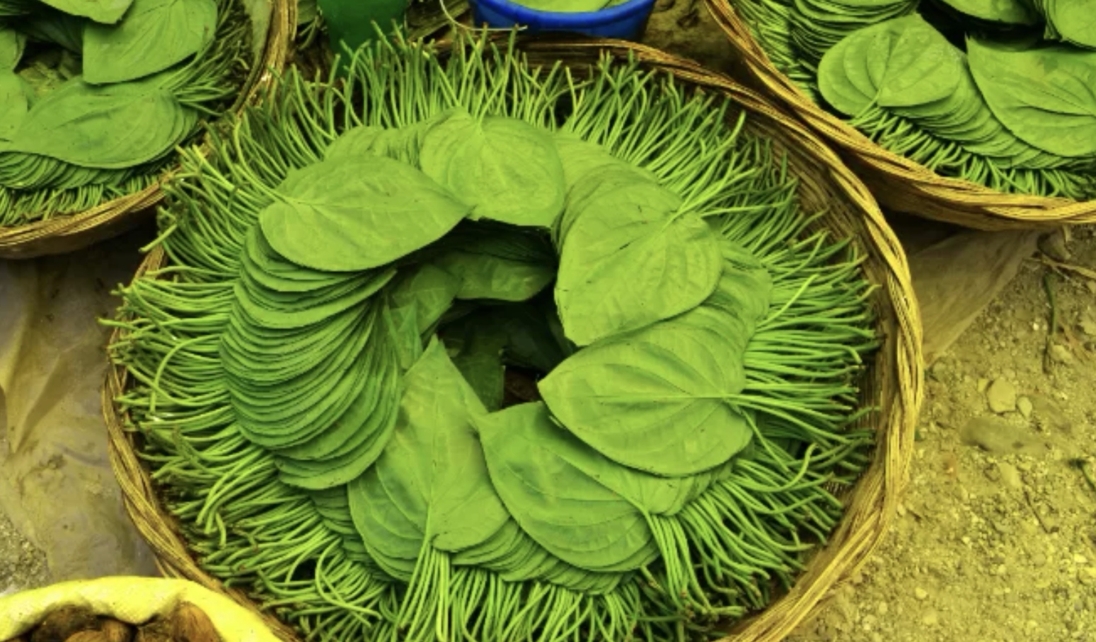 Ilustrasi daun sirih yang telah dipetik dan siap digunakan untuk pengobatan. (AMARENDRA KISHORE/Pexels)