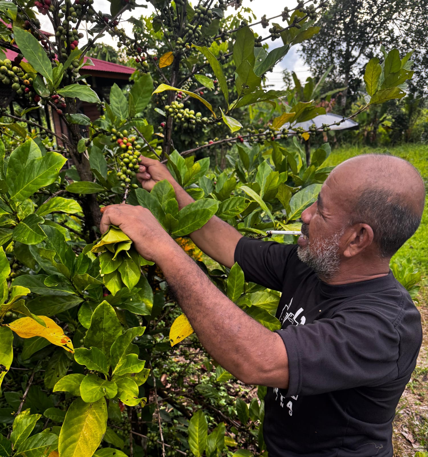 PEMILIHAN: Petani kopi di Kampung Sambakungan memilih ceri kopi yang akan dipanen. (DAYAT/BP)