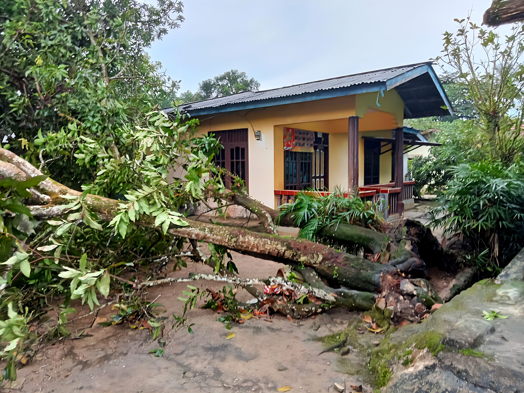 POHON TUMBANG: Hujan deras disertai angin kencang sebabkan pohon tumbang di beberapa ruas wilayah Kota Tarakan, Kamis (9/10). (SEPTIAN ASMADI/HRK)