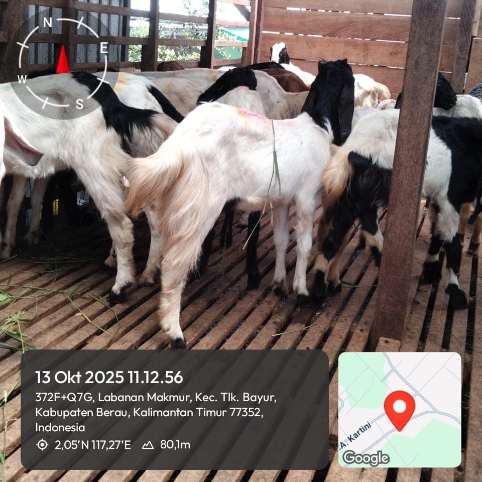 DIKARANTINA: Puluhan ekor kambing yang akan disalurkan ke tiga kelompok tani saat ini masih di tampung di Kampung Labanan Makarti, Teluk Bayur. (DTPHP UNTUK BERAU POST)