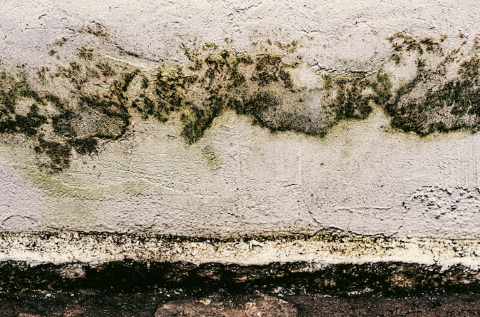 Jamur black mold yang muncul di permukaan yang lembab. (Freepik)
