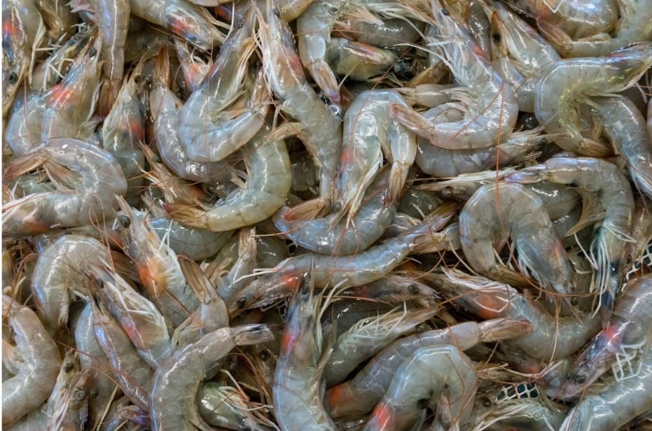 Foto ilustrasi - Ekspor udang ke AS segera pulih dengan syarat khusus. (Unsplash/Etienne Girardet)