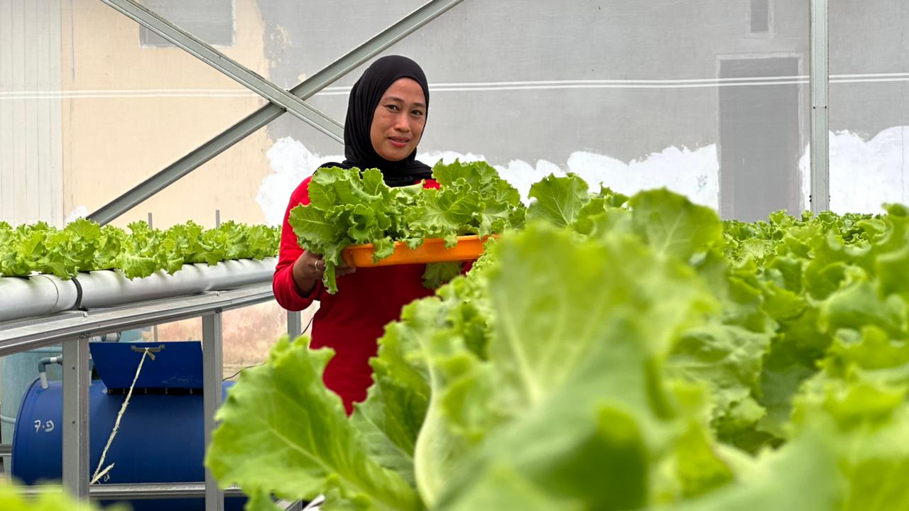SEMANGAT: Ibu-ibu anggota kelompok wanita tani dari Kelurahan Sarijaya ini akan rutin memeriksa kondisi tanaman hidroponik agar hasil panennya lebih maksimal. (ENDRO S. EFENDI/BP)