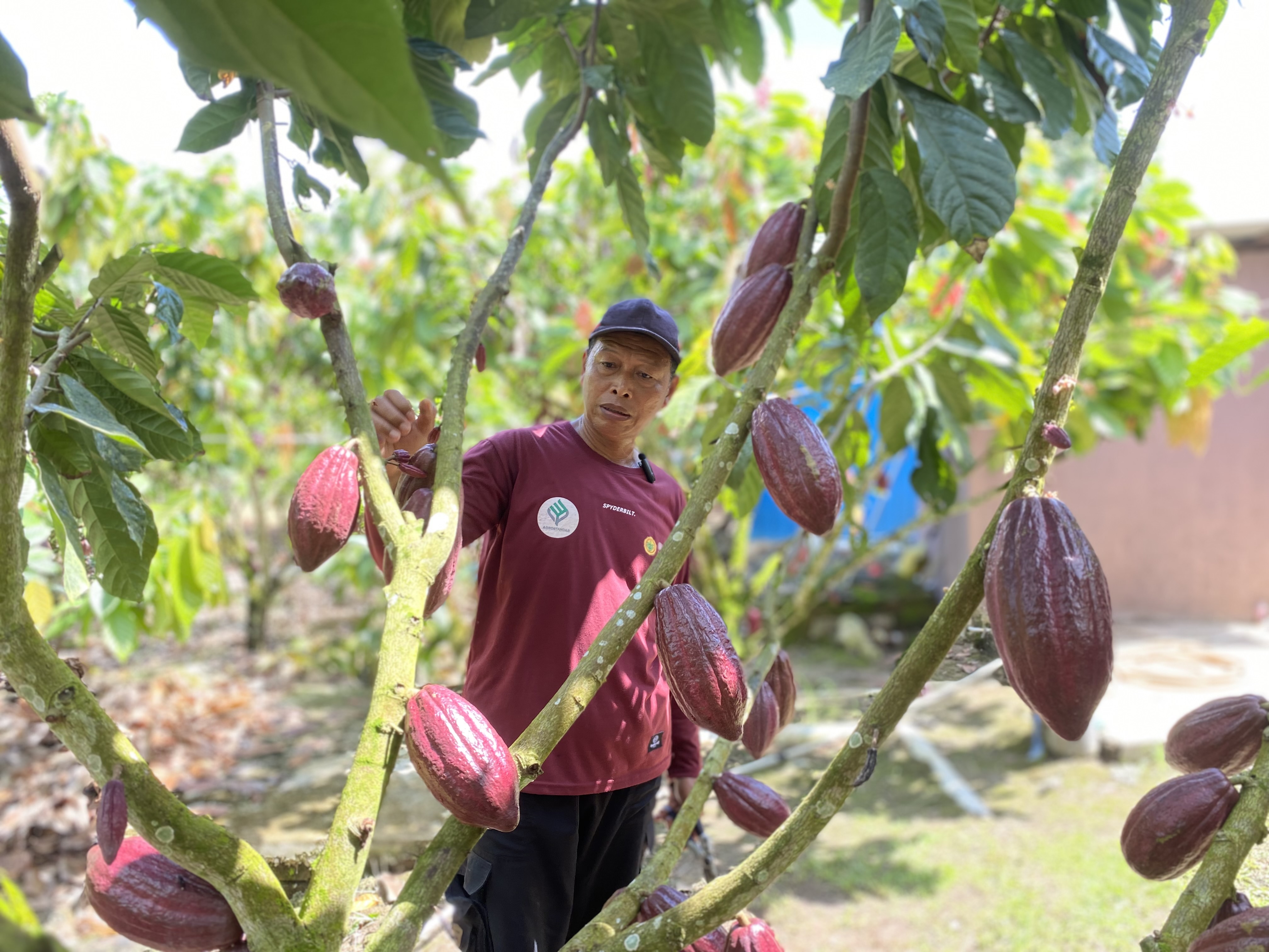 PUNYA KUALITAS: Kakao Berau dengan kualitasnya mampu menembus standar pasar di Eropa. Pengembangannya pun bakal terys diperjuangkan, agar semakin masif ditanam. (BERAU POST)