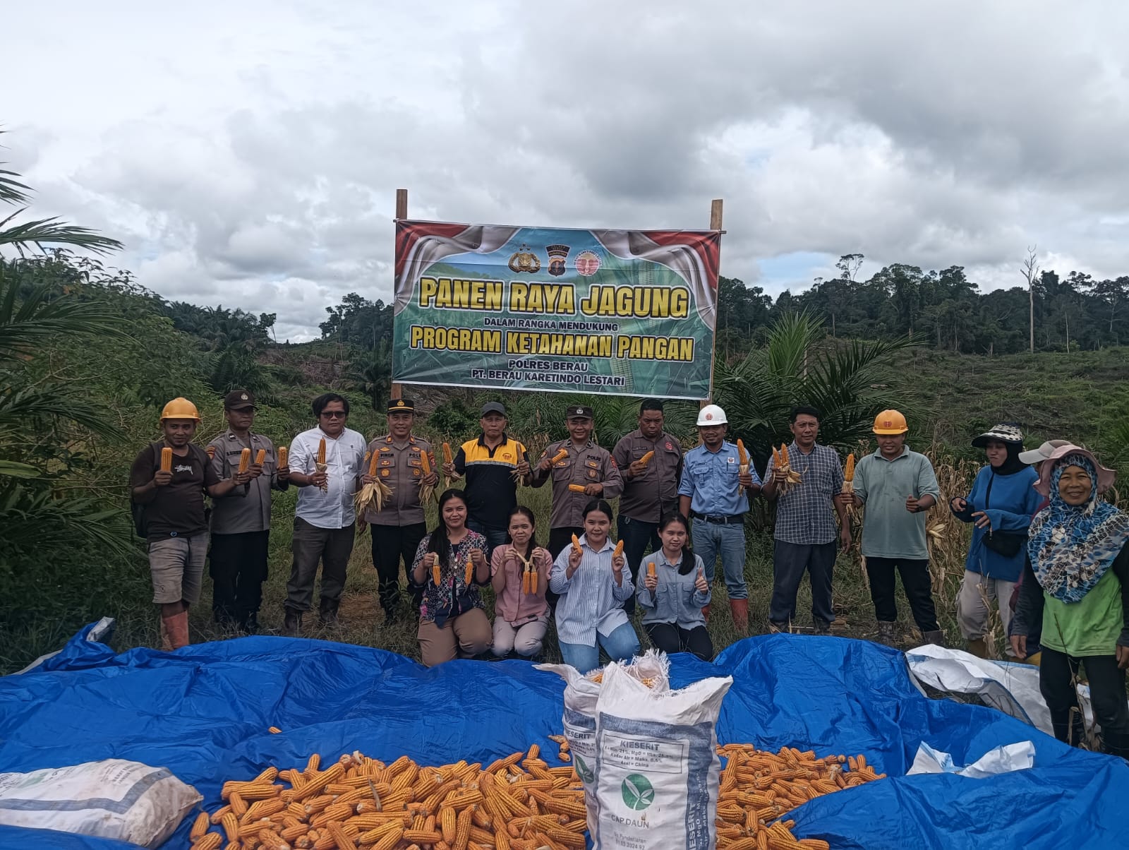PANEN RAYA: Dukung ketahanan pangan nasional, PT Berau Karetindo Lestari saat melaksanakan kegiatan panen raya jagung di Long Ayan, Segah. (PT KARETINDO LESTARI UNTUK BERAU POST)