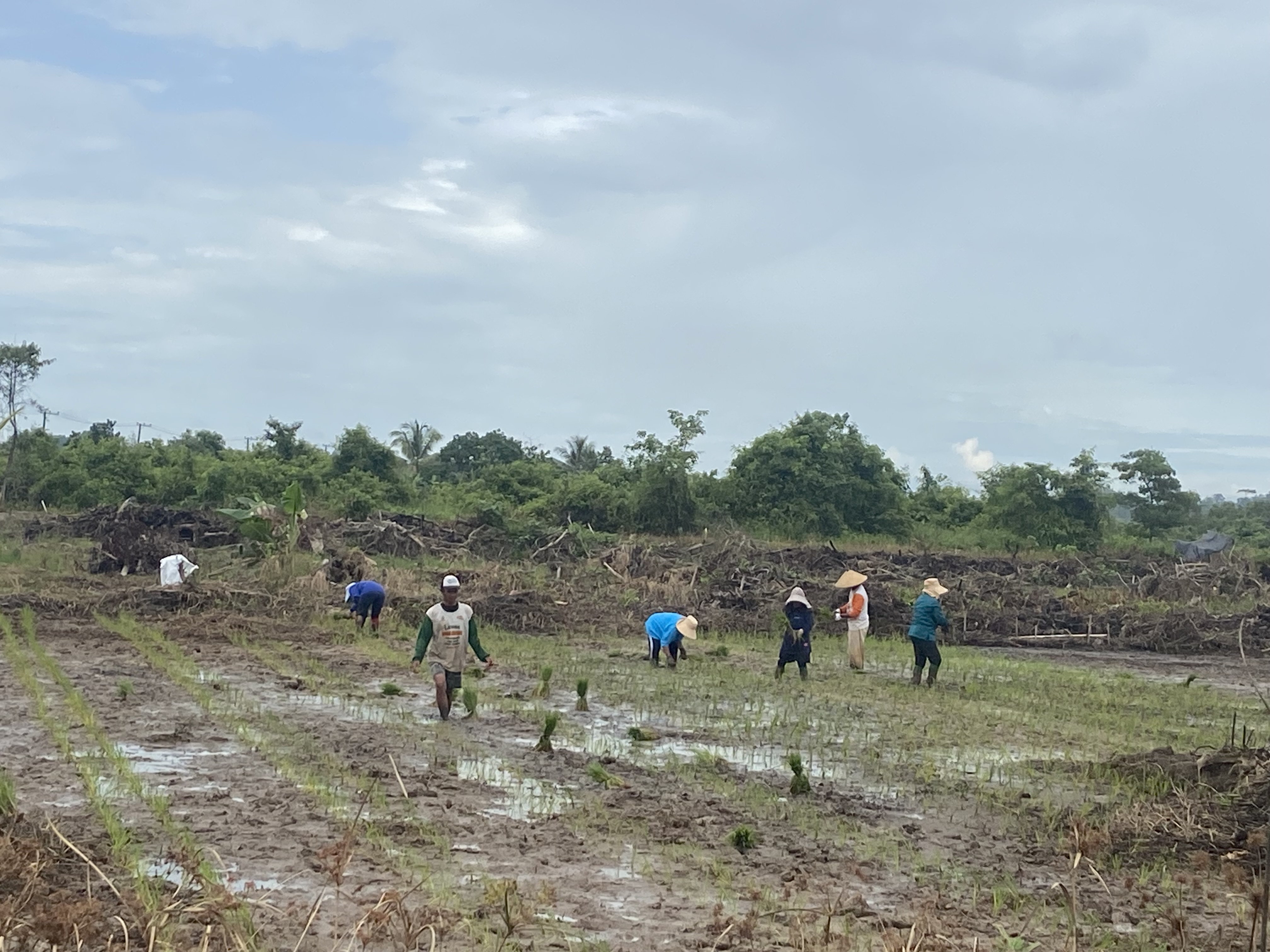 PERTANIANl: Para petani berharap adanya dukungan dari Pemkab Berau. (ARTA KUSUMA  YUNANDA/BP)