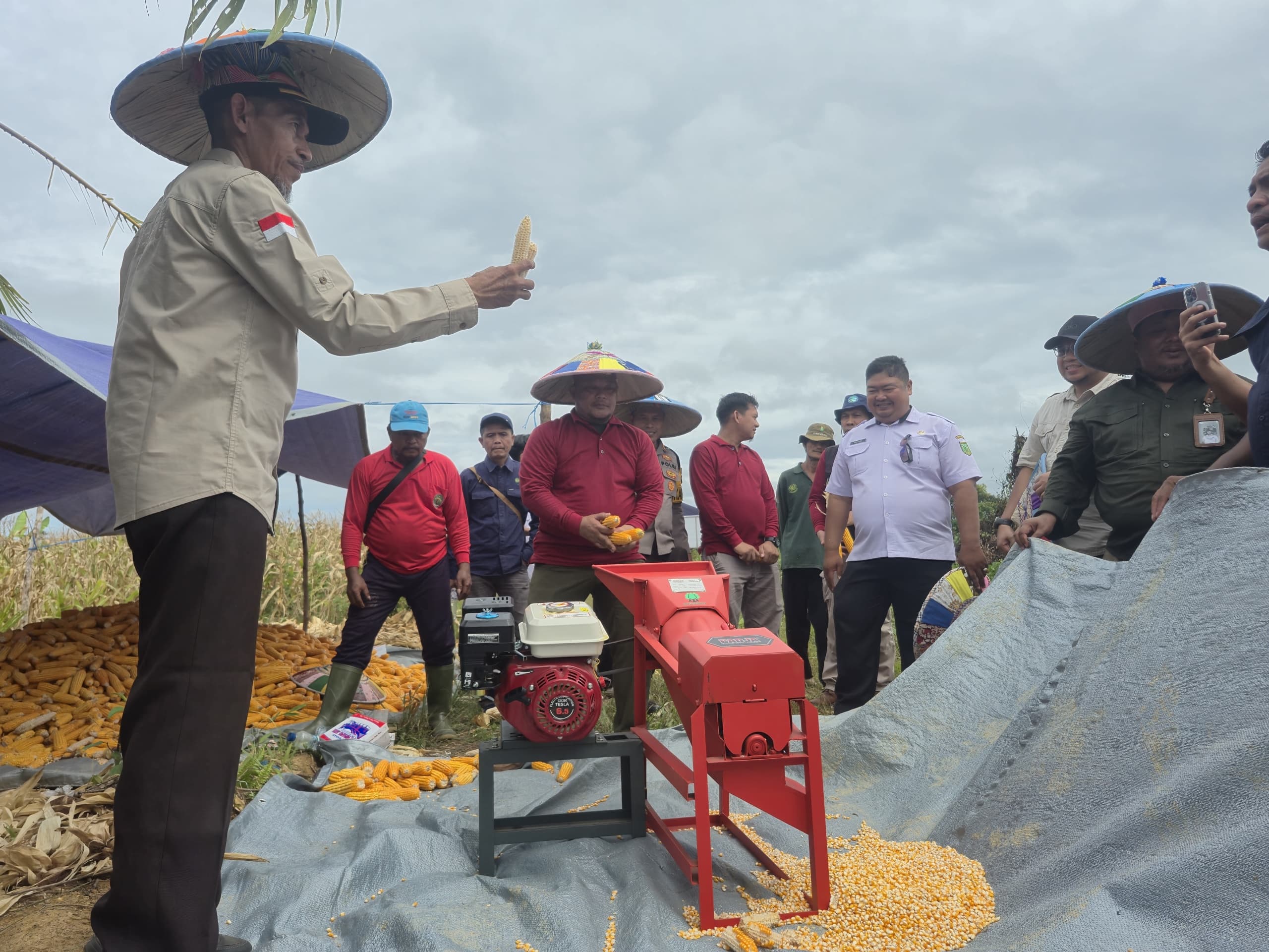 PANEN JAGUNG: Penyaluran bibit jagung menjadi bagian dari upaya pemerintah daerah mendukung ketahanan pangan. (SENO/BP)