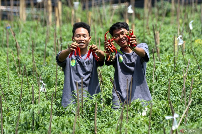 Dua pemuda menunjukan cabai hasil ujicoba di Wongsorejo, Banyuwangi, Jawa Timur, Rabu (16/4). Komunitas Anak Tani yang beranggotakan sejumlah anak muda itu aktif melakukan riset pertanian. (ANTARA)