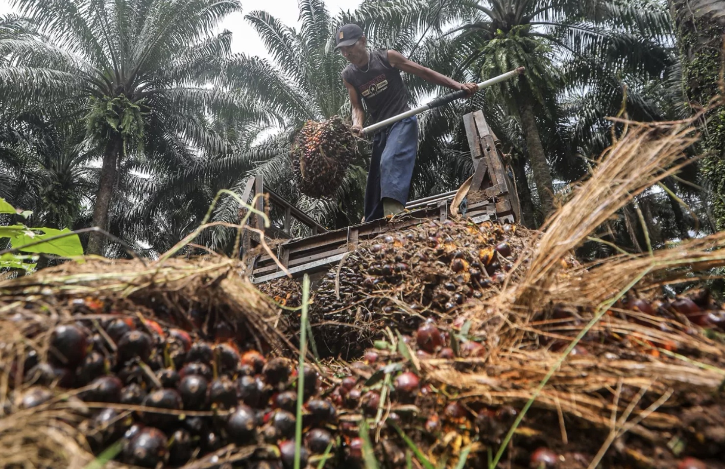 Pekerja melakukan bongkar muat kelapa sawit di Bogor. (Salman Toyibi/Jawa Pos)