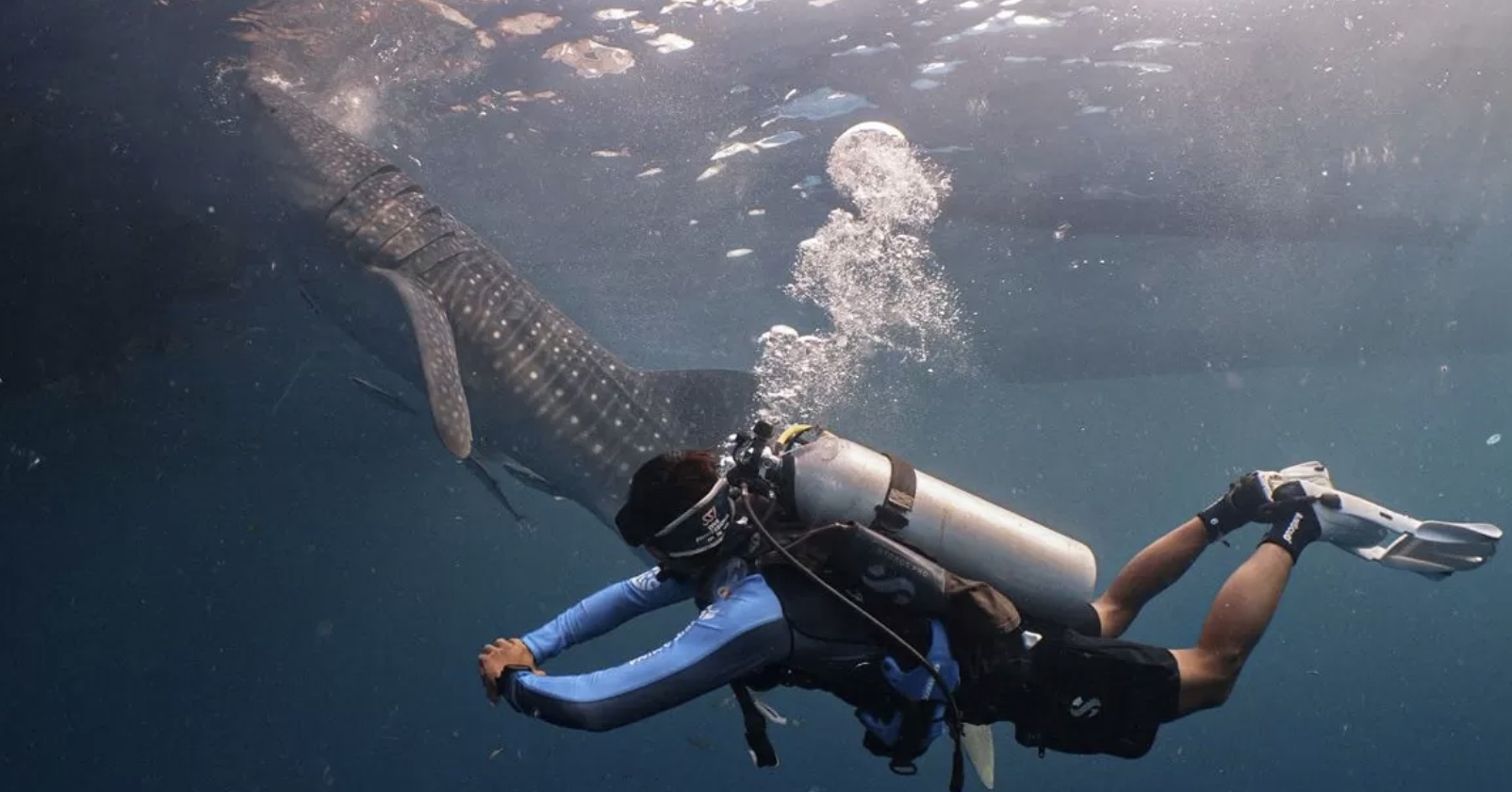 PT Pertamina International Shipping (PIS) mendukung konservasi populasi hiu paus (Rhincodon typus) dengan menandai (tagging) 4 ekor hiu paus di perairan Kepulauan Derawan, Kalimantan Timur.(Istimewa).