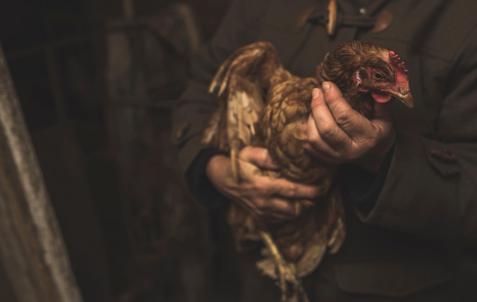 lIlustrasi mencuri ayam. (Freepik)