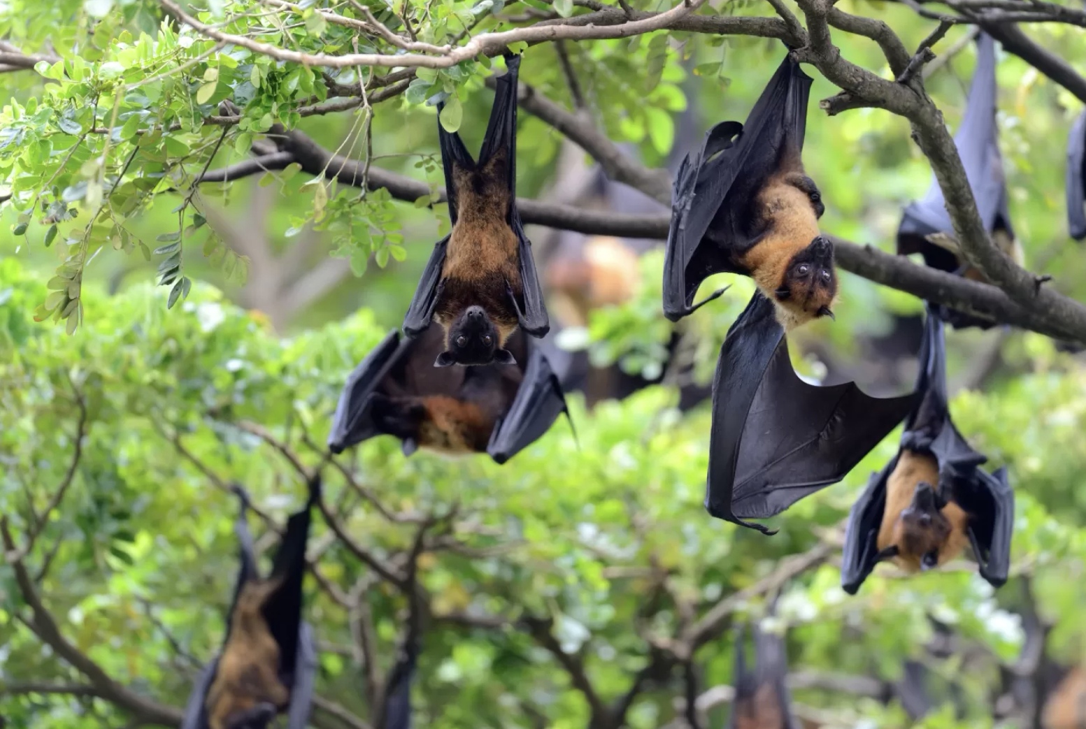Ilustrasi kelelawar buah, salah satu hewan penular virus nipah. (Freepik)