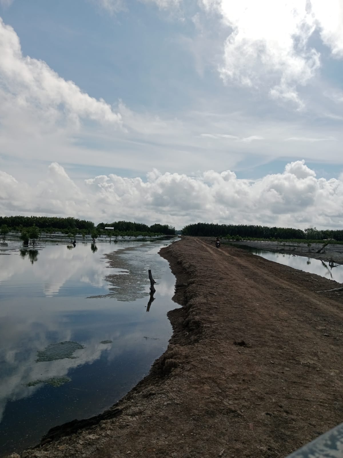 ATURAN KEHUTANAN: Data Dishut Kaltara luas tambak yang berada di kawasan hutan mencapai 70.683,30 hektare. (HRK)