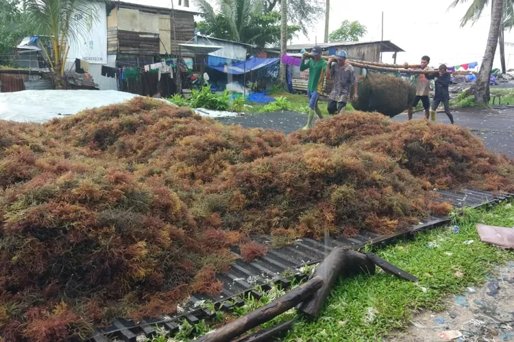 LUSTRASI: Kaltara dikenal sebagai salah satu sentra produksi rumput laut, namun sebagian besar hasil panen masih dikirim antarwilayah sebelum diekspor. (HRK)