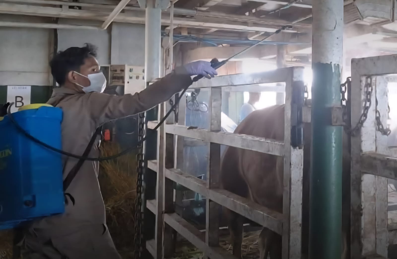 PENGAWASAN: Petugas Karantina Kaltara melakukan penyemprotan disinfektan ke hewan yang masuk Kaltara. (KARANTINA KALTARA UNTUK HRK)