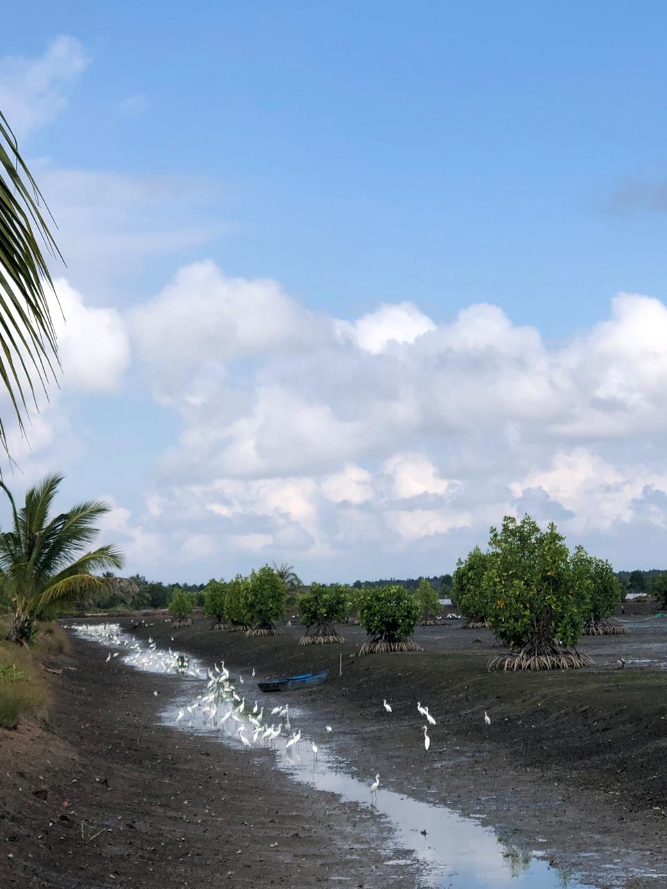 TINGKATKAN PENDAPATAN: Potensi karbon yang tersimpan di kawasan mangrove dan lahan gambut Kaltara memiliki nilai ekonomi yang besar. (HRK)