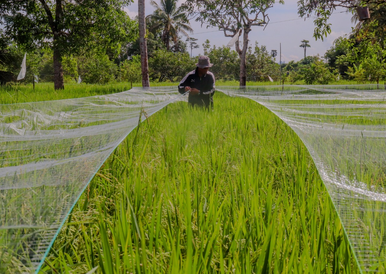 LAHAN PERTANIAN: Kecamatan Sambaliung adalah salah satu kecamatan yang saat ini terus konsisten dalam meningkatkan sektor pertanian dan perkebunan. (ARTA KUSUMA YUNANDA/BP)