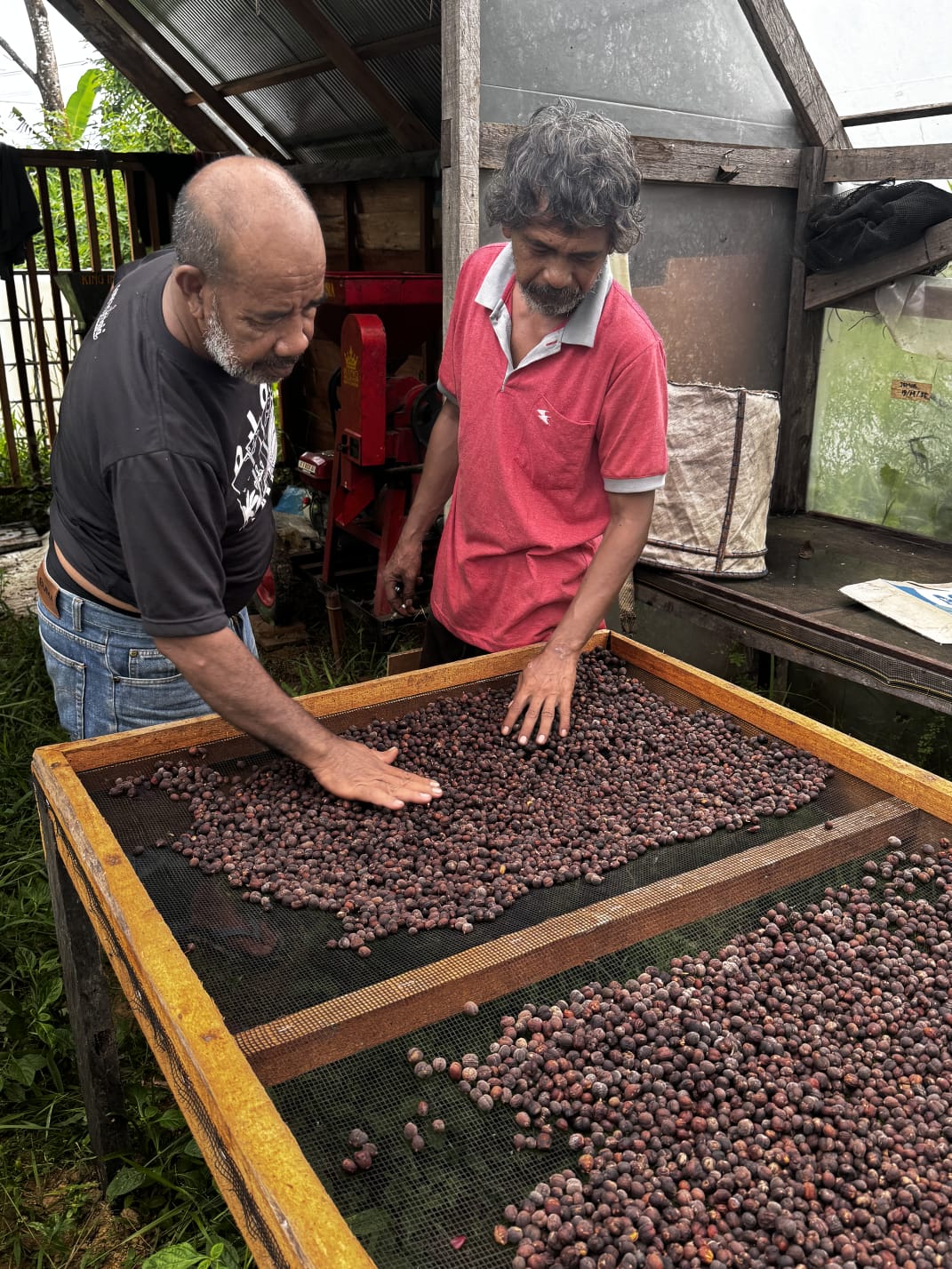 POTENSI: Salah satu kelompok tani kopi di Kampung Sambakungan mampu menghasilkan kopi liberika yang pernah menyabet juara nasional. 