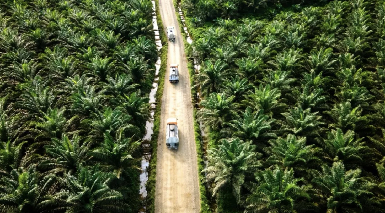 Ilustrasi perkebunan sawit. (IST)